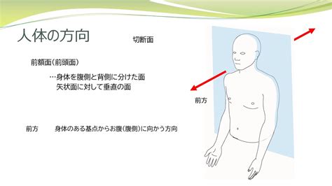 頭 位置|人体の区分と方向 